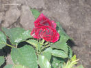 DSCN8713_4173