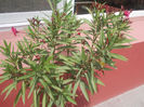 DSCN8678_4138