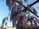 Wisteria chinese