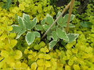 Lysimachia nummularia 'Aurea' si planta variegata