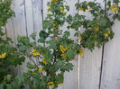 Ribes Aureum