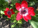 anemona rosie