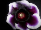 gloxinia mov cu alb simpla