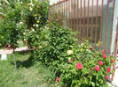 DSCF2826