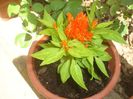 celosia