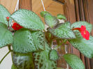 episcia... care din ele ?