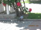 IMG_3726