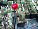 DSC00900