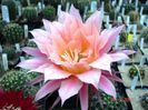 DSC00907