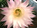 DSC00923
