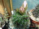 DSC00935