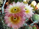 DSC00951