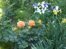 DSCF0981