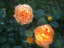 Goldelse