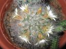 Mammillaria