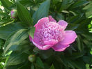 DSCF0990