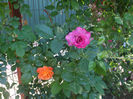 DSCF1008