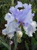 DSCN4650