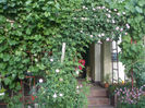 Variegata di Bologna