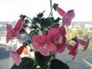 kohleria sunshine