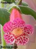 kohleria flashdance