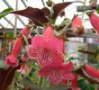 kohleria queen olympus