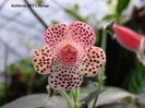 kohleria venus