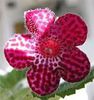 kohleria jester