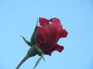 Rose Blaze Superior (2013, May 15)