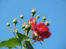 Rose Blaze Superior (2013, May 15)