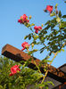 Rose Blaze Superior (2013, May 15)