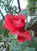 Rose Blaze Superior (2013, May 15)