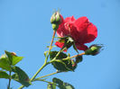 Rose Blaze Superior (2013, May 15)