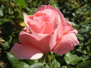 Royal Highness rose, 15may2013