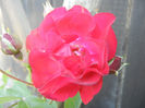 Rose Leipzig (2013, May 15)