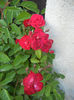 Rose Leipzig (2013, May 15)
