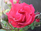 Rose Leipzig (2013, May 15)