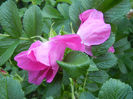 Rosa rugosa (2013, May 15)