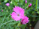 Dianthus Kahori (2013, May 15)