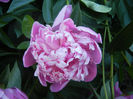 Peony. Bujor (2013, May 15)