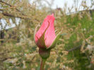 Royal Highness rose, 17may2013
