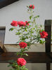 Rose Blaze Superior (2013, May 17)