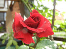 Rose Blaze Superior (2013, May 17)