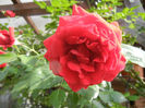 Rose Blaze Superior (2013, May 17)