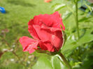 Rose Blaze Superior (2013, May 17)