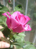 Violettee Parfumee