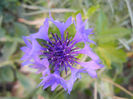 Centaurea cyanus Blue (2013, May 15)