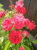 Rose Leipzig (2013, May 17)