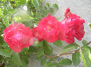 Rose Leipzig (2013, May 17)