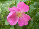 Rosa rugosa (2013, May 17)